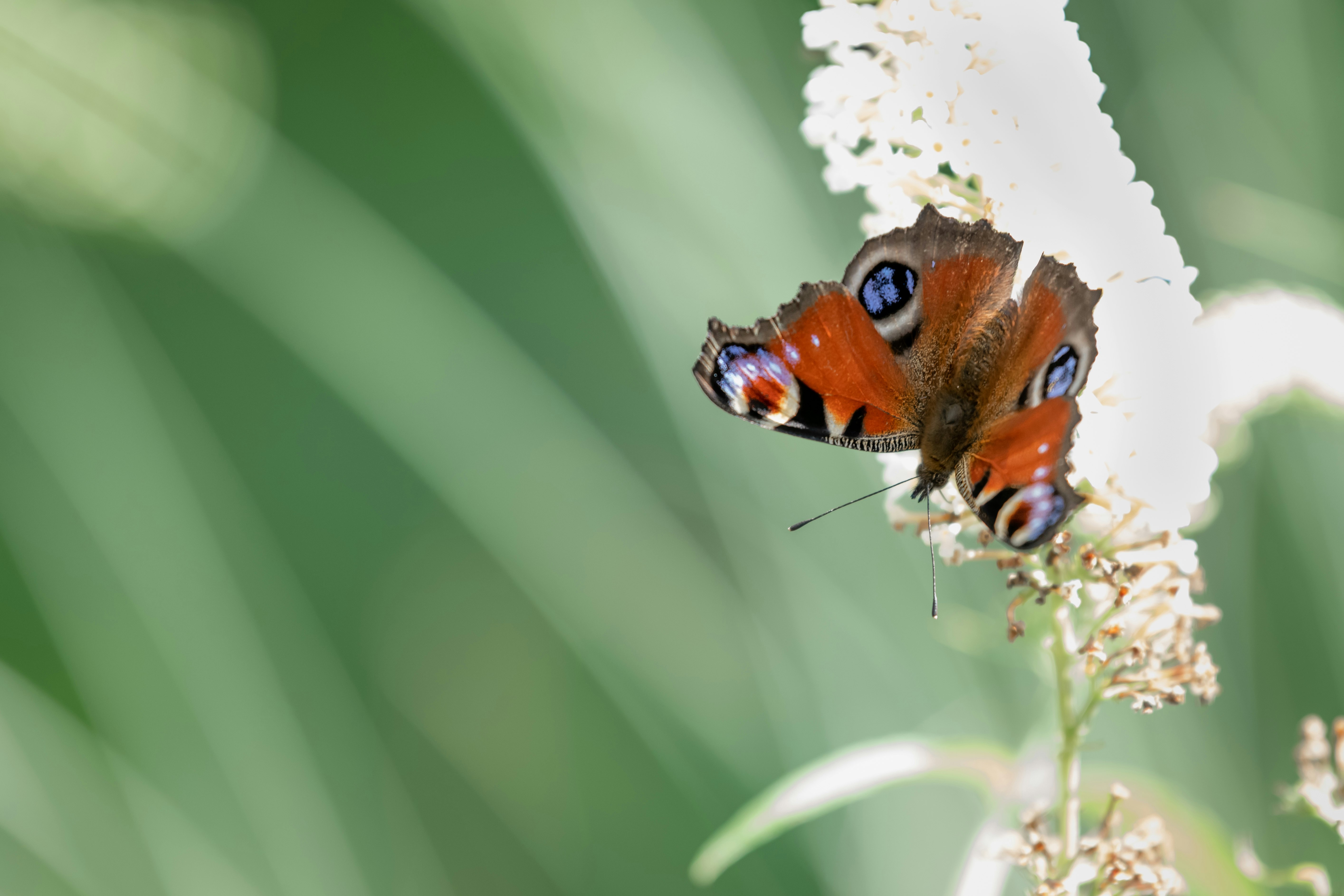 brown and black butterfly perched on white flower